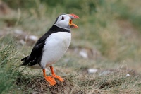 37401 Fratercula arctica (Pulcinella di mare)